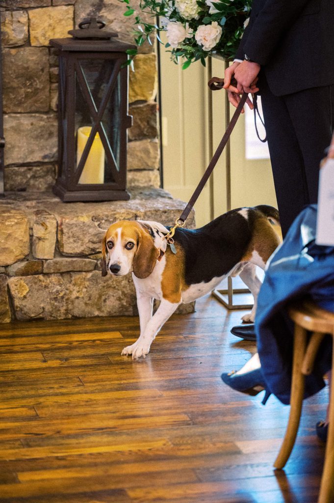 The couple posing with their adorable beagle during their vineyard wedding celebration.
